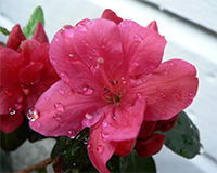 symbol_flower.png