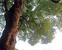 symbol_tree.png